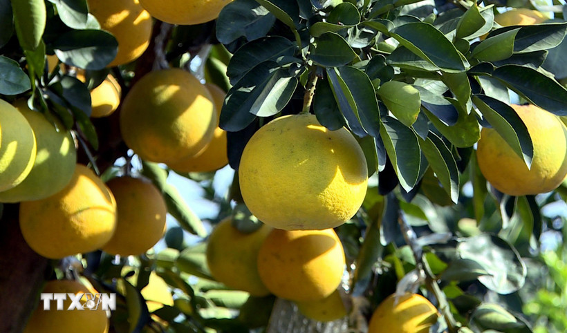 “Thủ phủ” quất, bưởi cảnh Hưng Yên sẵn sàng cho Tết