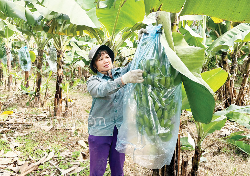 Nông dân phường Sơn Nam: Tất bật chăm sóc chuối phục vụ thị trường Tết