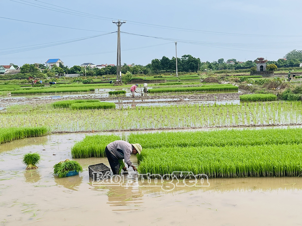 Khan hiếm lao động vụ cấy, giá thuê cao vẫn khó thuê được thợ